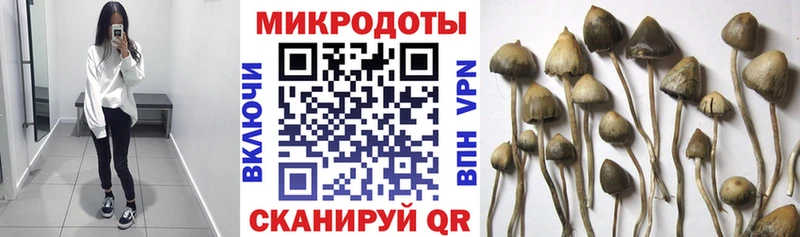 Псилоцибиновые грибы Psilocybe где продают наркотики Голицыно